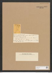 Diatomeae indet. (de-Toni-Nr.: Species 2141 ?) Zeichnungen Sammlung Grunow Nr. 4445 (NHMW-BOT-W0372409)